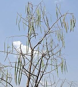 Sajne seeds || 15 Seeds