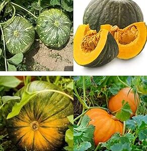 White pumpkin seeds for planting beez, Big pumpkin hybrid Kaddu Kumra seeds pack of 40