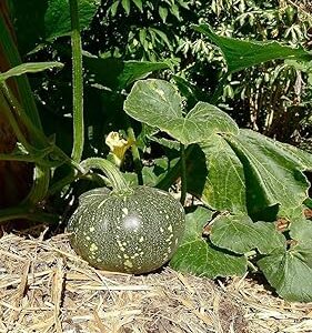 Pumpkin Vegetable Seeds for Planting – 100% Organic,F1 hybrid High-Germination, Non-GMO Pumpkin Seeds – Perfect for Home Gardens and Outdoor Growing – Large, Heirloom Variety -30 seeds