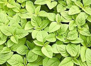 M-Tech Gardens Hybrid Green Amaranthus " Mohini " Exotic 100 Vegetable Seeds for Growing