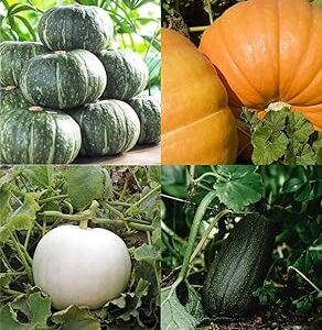 Yellow pumpkin seeds for planting beez, Big pumpkin hybrid Kaddu Kumra seeds pack of 20