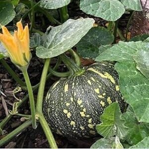 Pumpkin Seeds for Home Garden, Organic Growing, Vegetable Plant Seeds100 seed +200g fertilixer