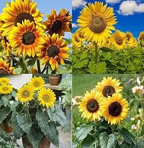 Giant sunflower seeds for planting beez sunflower mix hybrid seeds pack of 20