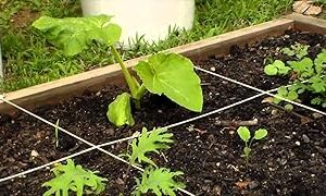 Creative Farmer Vermi Compost - Vegetable Plant Fertilizers (5 kg)