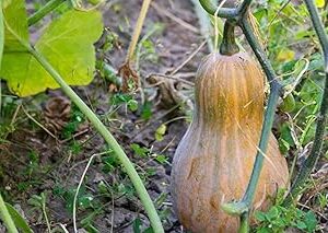 Long pumpkin seeds for planting 100% germination (50 seeds)