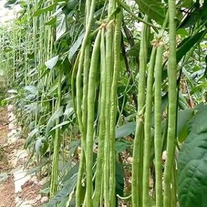 GREEN AGROFARM Long Beans Seeds, Organic French Garden Vegetable Seeds, Climbing Vine Style, Natural Seeds for Outdoor Planting pack of 40