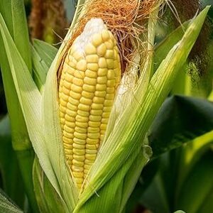 VIBEX -® VXL-492 Fast Growing Sweet Corn Seeds