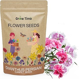 Growtime Dianthus Persian Carpet Flower Seeds, Flower Seeds for Home Gardening, Flower Planting Seeds for Kitchen, Dianthus Persian Carpet Seeds (Pack of 50 Seeds)