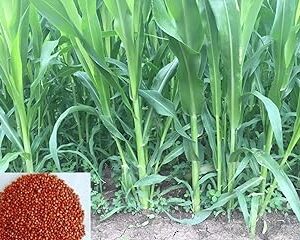 Mall~Kerala : Sorghum Sudan Grass Cattle Feed, Soil Builder, Weed and Nematode Suppressor Fast Growing Hybrid Seeds For Growing In Grams (500)