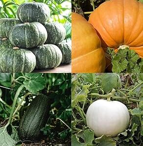 White pumpkin seeds for planting beez, Big pumpkin hybrid Kaddu Kumra seeds pack of 30