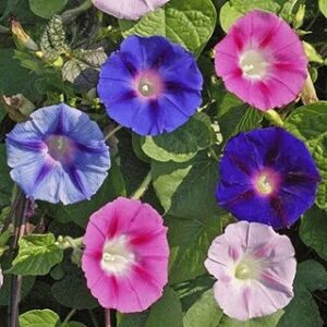 Live Green Flower Seeds | Morning Glory Mixed Color Creeper Flower Plant Seeds For Home Gardening (30 Seeds Pack)