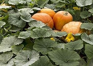 Sweet pumpkin seeds for planting high germination (70 seeds)