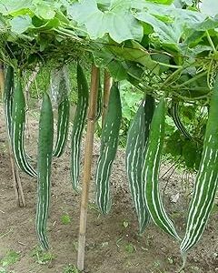 GREE AGROFARM Garden Hunt Snake Gourd Seeds, Climbing Vine Vegetable Plant, Green, Natural Seeds, Full Sun Growing, Tropical Climate, pack of 40