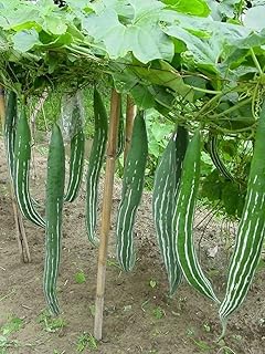 GREE AGROFARM Garden Hunt Snake Gourd Seeds, Climbing Vine Vegetable Plant, Green, Natural Seeds, Full Sun Growing, Tropical Climate, pack of 40