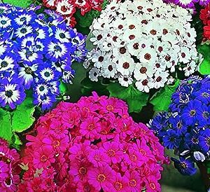 LIVE GREEN Flower Seeds | Cineraria Mix Color Flower Seeds (100 seeds pack)