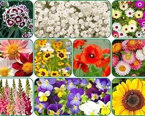 Aero Seeds 10 Variety Of Flower Seeds Combo Pack With Instruction Manual.