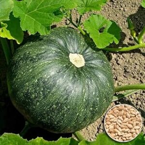 High-Yield F1 Pumpkin Seeds (15 Seeds) - Ideal for Home Gardens with Robust Growth and Green Melon Variety for Year-Round Harvest Potential