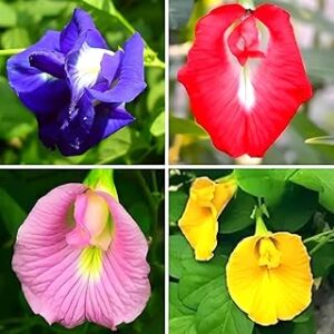 Aparajita Flower Seeds Mixed Color Pack, ''Double & Single Petals'' Aprajita Hybrid Butterfly Pea Seeds(Aparajita-30Pcs)