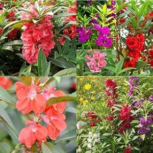Balsam mix flower seeds garden Gulmehandi dopati seeds pack of 50