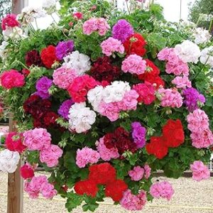 Zabbus Seeds Geranium Mixed Colour Flower Seeds Hybrid F1 Seeds for Home Garden All Season (10 Seed)