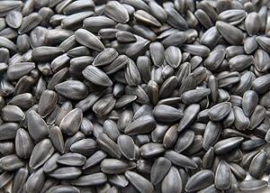 Giant Sunflower Seeds for Planting – 50 Seeds for Bright Blooms