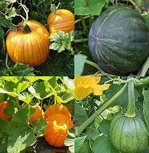 Giant pumpkin seeds for planting beez, Big pumpkin hybrid Kaddu Kumra seeds pack of 30