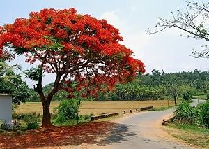 Creative Farmer Ornamental Tree Seeds : Tree Seeds For Garden - 10 Seeds