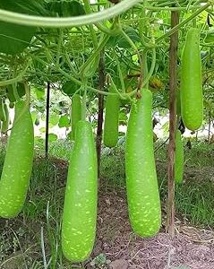 GREEN AGROFARMS Hybrid Bottle Gourd Seeds for Home Garden & Farming – Fast Germination, High Production pack of 40 seeds