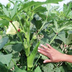 SREE Lady Finger Organic Kitching Gardening Okra Seed, ...