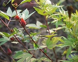 HIGH YIELDING GONGURA/KENAF LEAVES/AMBAADI/PULICHA KEERAI SEEDS 1000 SEEDS