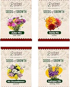 Urban Plant Aster, Dahlia Mix, Chrysanthemum Mix, Larkspur Flower Seeds Combo | 4 Packet Bundle for Pots, Balcony, Terrace, Home & Kitchen Gardening