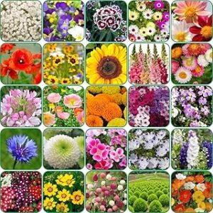 Aero Seeds 25 Varieties of Flower 1380 with Seeds Combo for Your Garden Beautiful Bloom Germination Seeds