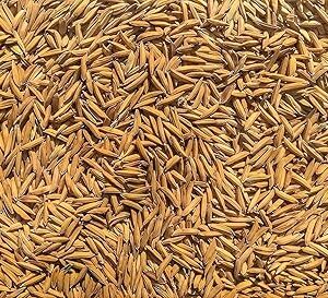 Sakshi Farms | Pusa Basmati 1847 Variety Rice Seeds | For Farming, Sowing & Agriculture | 5 kg