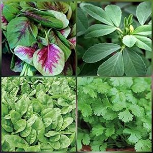 SHOP 360 GARDEN Combo spinach seeds - Leafy Vegetable (Four Varieties : 250 seeds Each)