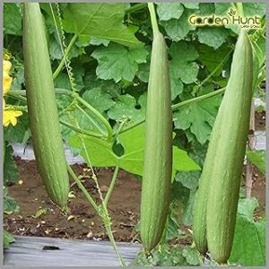 Sponge Gourd (Black Color Seeds) Heirloom seeds (Pack of 20 Seeds) - GardenHunt