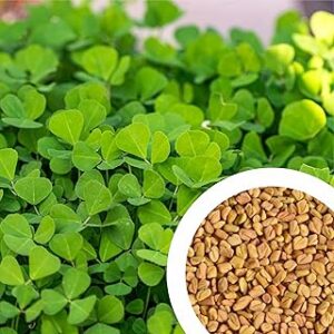 GROW DELIGHT Fenugreek (Methi) (300 Seeds) Vegetable Seeds for Home Garden, Organic & Hybrid, Perfect for Home Gardening, Planting For Pots and Patio