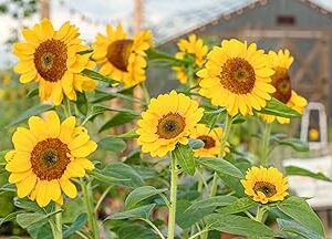 Sunflower Seeds for Garden Planting, High Yield Seeds | 63 seeds per pack