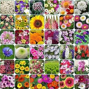 Aero Seeds 35 variety flower seeds combo pack with instruction manual.