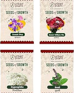 Urban Plant Sweet Pea, Sweet William, Gypsophila, Basil Flower Seeds Combo | 4 Packet Bundle for Pots, Balcony, Terrace, Home & Kitchen Gardening