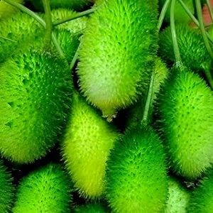 SEEDERRA Kantola Seeds Hybrid For Home Garden (15 seeds)