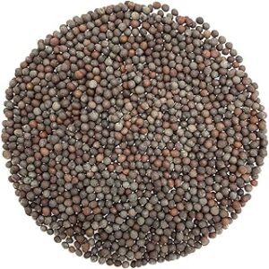 Green World Pusa Mustard 28 (NPJ-124) variety seeds/Sarso ke beej for Farming and Agricuture (500 Gms x pack of 1)
