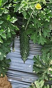 GREEN AGROFARMS Korola seeds for Microgreens & Gardening ? Organic & Fresh" pack of 30