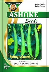 ASHOKE Seeds High Yield Gilki Seeds – Perfect for Terrace and Backyard Garden (Pack of 50 seeds)