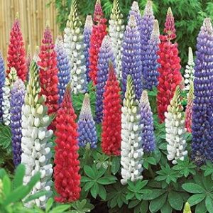 Zabbus Seeds Lupin Mixed Colour Flower Seeds Hybrid F1 Seeds for Home Garden All Season (50 Seed)