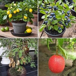 Floral Treasure Exotic Dwarf Fruit Seeds Collection, 4 Varieties - Lemon, Blueberry, Sweet Tamarind, Gac Fruit