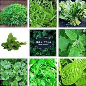 Seed Wala 8 Variety of Leafy Vegetable Seeds 2500+ Seeds [Combo55] | SW938