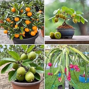 Floral Treasure Exotic Dwarf Fruit Seeds Collection, Orange, Kiwi, Guava, Dragon Fruit, 4 Varieties Pack