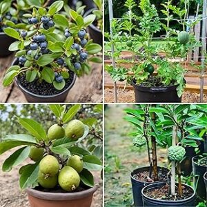 Floral Treasure Exotic Dwarf Fruit Seeds Collection, Set of 4 - Blueberry, Watermelon, Guava, Sugar Apple Seeds for Growing