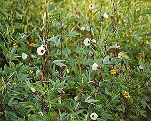 HIGH YIELDING GONGURA/KENAF LEAVES/AMBAADI/PULICHA KEERAI SEEDS 500 SEEDS